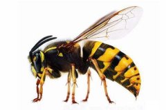 专业灭虫：蟑螂  大马蜂 蚂蚁 臭虫 苍蝇