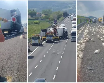 A14高速货车侧翻活鸡“满地跑”，交通大瘫痪数小时！