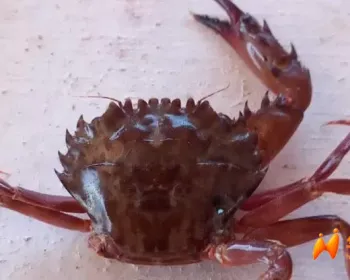 当地华人窃喜！比蓝蟹更猛？这种螃蟹正占领地中海！