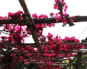 那不勒斯四日三夜漫游记