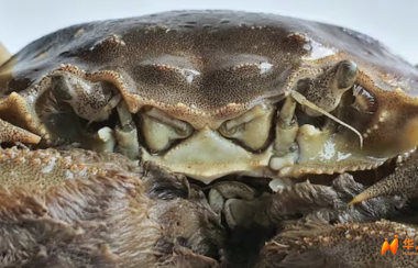 意大利什么时候能够实现河蟹自由？