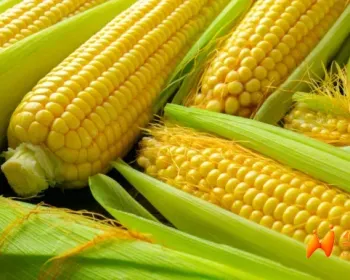 欧盟法院拍板：意大利有权禁止转基因作物种植