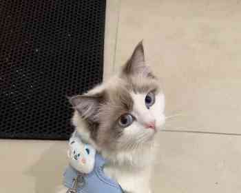 米兰 急出布偶猫！！！