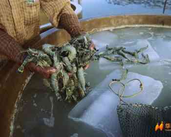 气候变暖惹的祸？一种神秘海洋病毒正威胁人类视力，传播途径已披露