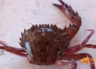 当地华人窃喜！比蓝蟹更猛？这种螃蟹正占领地中海！