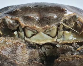 意大利什么时候能够实现河蟹自由？