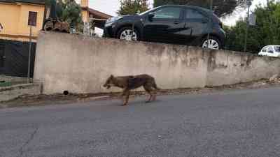 Lupo Valle Mauricana.jpg