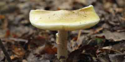 1751862628-funghi-australia- (1).jpg