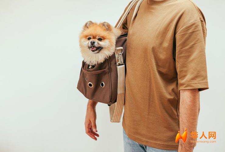 Trasporto-cane-Foto-di-Cup-of-Couple-da-Pexels-MobilitaSostenibile.it_.jpg