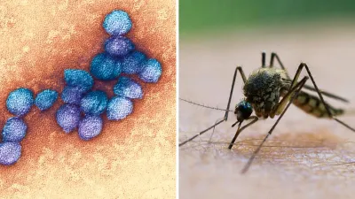 a-sinistra-il-virus-west-nile-al-microscopio-a-destra-una-zanzara-di-tipo-culex-.webp