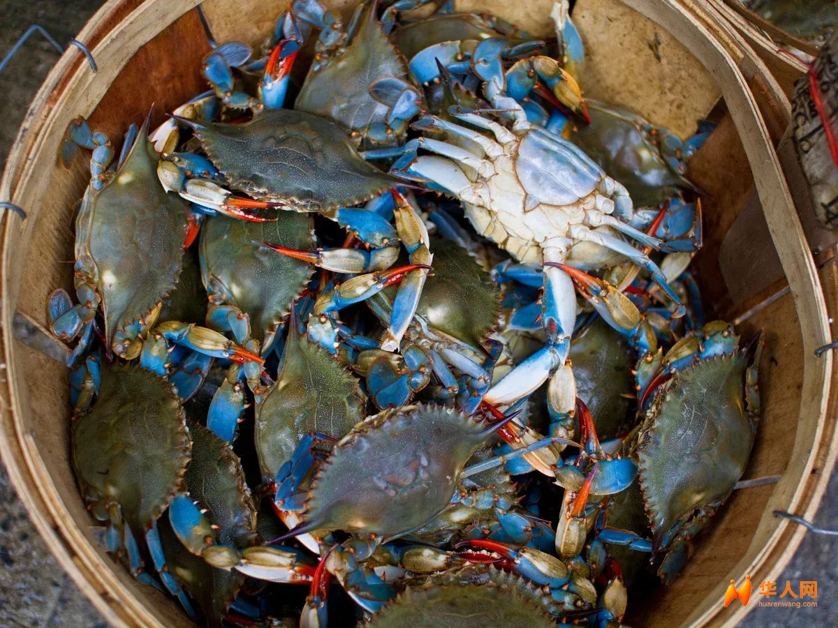 granchio-blu-1.webp