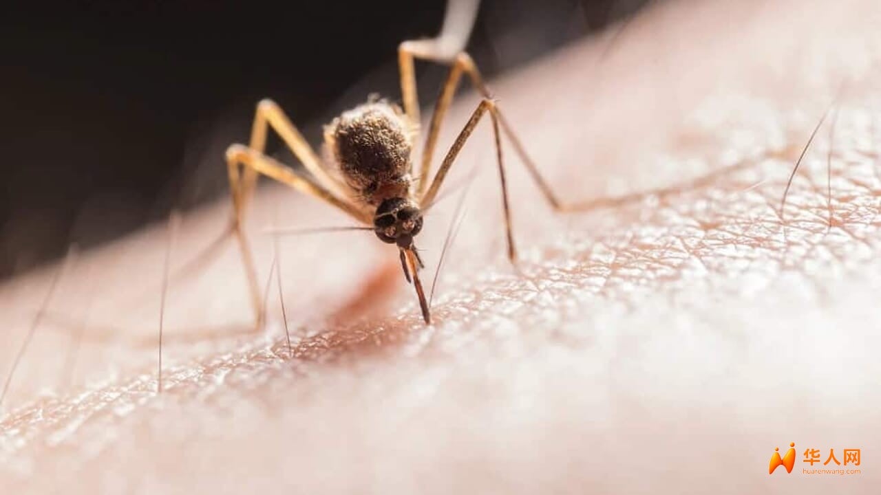 zanzara virus archivio.jpg