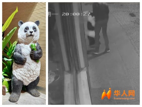 博洛尼亚中餐厅“熊猫吉祥物”被偷！店主悬赏200欧元寻回“老朋友” …