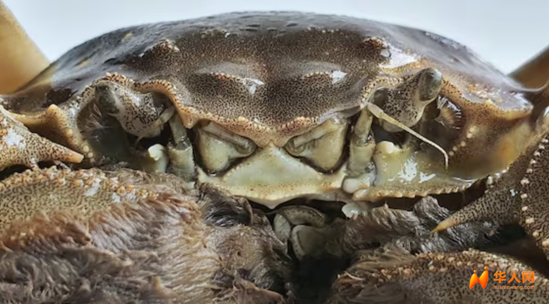 意大利什么时候能够实现河蟹自由？