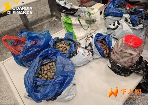 温州飞米兰的航班15名华侨被抽查，400公斤海鲜销毁