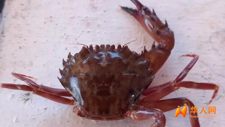 当地华人窃喜！比蓝蟹更猛？这种螃蟹正占领地中海！