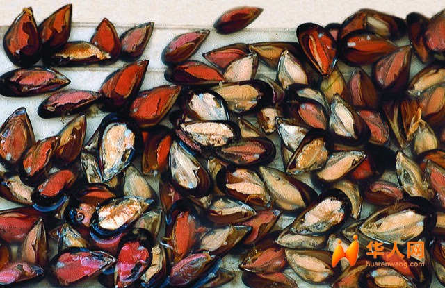 Cozze-Nere-OK.jpeg