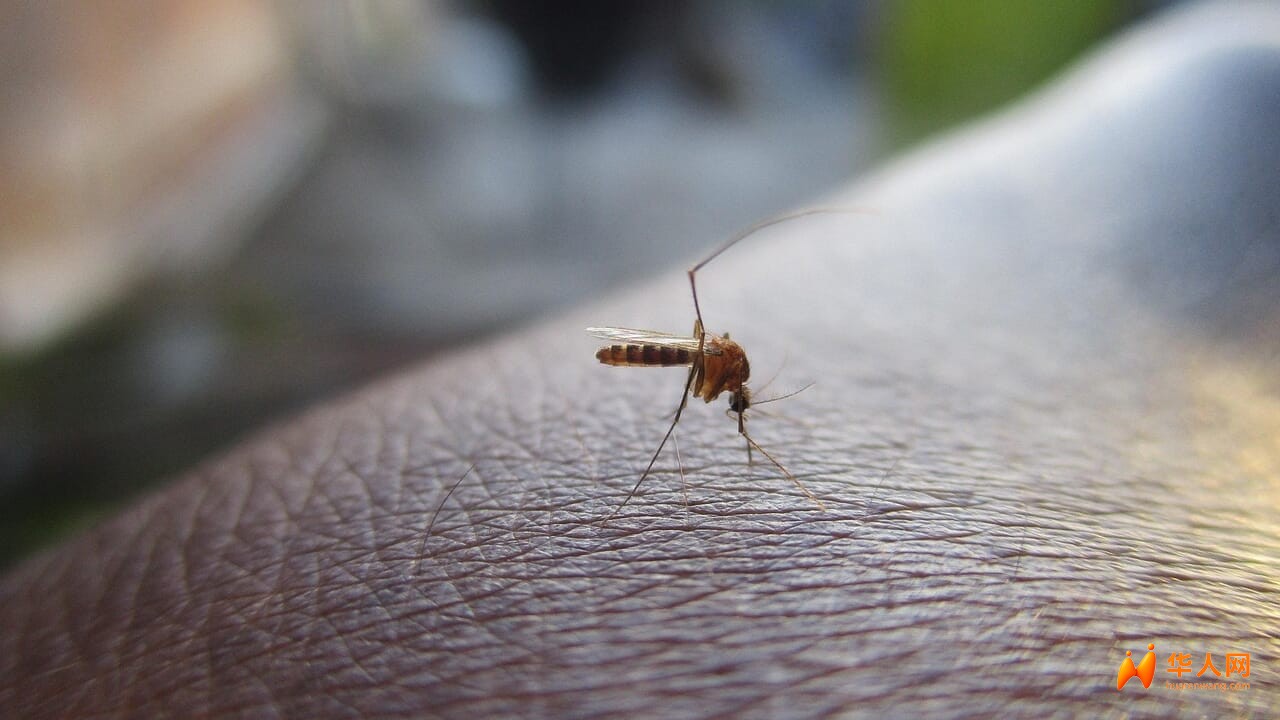 Zanzara (Foto di Himas Rafeek da Pixabay).jpg